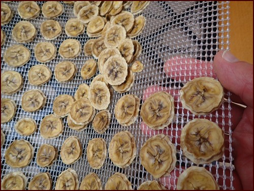 https://www.backpackingchef.com/images/dehydrating-bananas-remove-from-tray.jpg