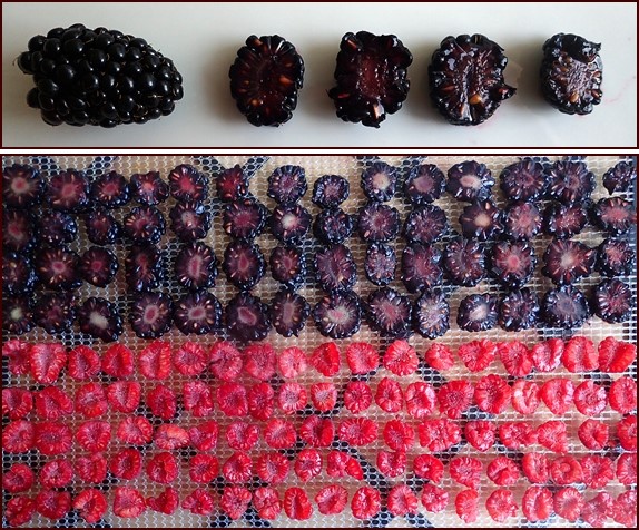 Dried TallowBerries Long Stem -Tallow Berries