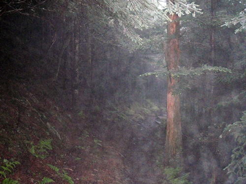 Dense vegetation along Appalachian Trail, Great Smoky Mountains National Park