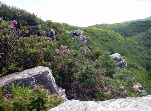 Rhododendron in bloom, Blackstack Cliffs, Appalachian Trail