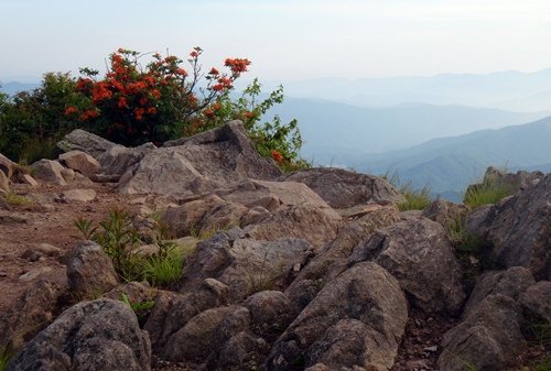 The intersection of heaven and earth at Thunderhead Mountain and Rocky Top, Appalachian Trail, Great Smoky Mountains. Rhododendron and flame azaleas bloomed brightly against the sky.