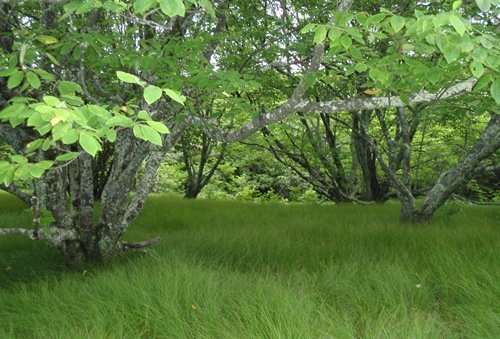 The final approach to Spence Field Shelter was past short trees widely spaced over waves of tall green grass. Appalachian Trail, Great Smoky Mountains National Park.