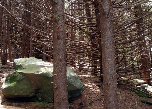 Appalachian Trail near Greasy Creek