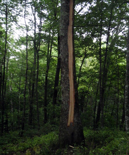 Appalachian Trail, tree struck by lightening near Cable Gap Shelter