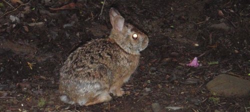 A rabbit sitting on the Appalachian Trail in Great Smoky Mountains National Park