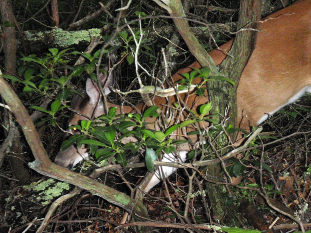 Deer on Appalachian Trail, Great Smoky Mountains National Park, North Carolina.