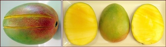 https://www.backpackingchef.com/images/xdehydrating-fruit-mango.jpg.pagespeed.ic.n63RB5Swjm.jpg