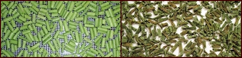 Dehydrating Green Beans